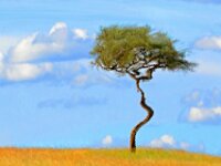 Tree Distortion 01