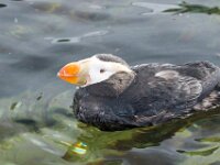 Bird 01 MG 9863
