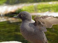 Bird 02 MG 9872