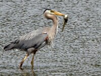 Blue Heron 01