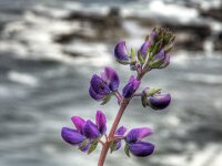 Flower 01 MG 9912