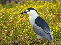 King Fisher 01