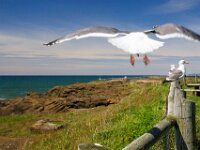 Sea Gulls 01 MG 9679