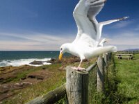 Sea Gulls 02 MG 9689