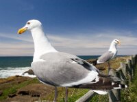 Sea Gulls 03 MG 9696