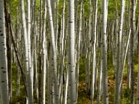 Birch Trees 02