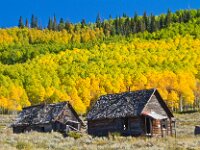 Fall Color Trees 04