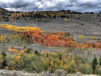 Fall Color Trees 05+