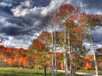 Fall Color Trees 06+