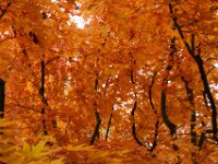 Japanese Garden 04