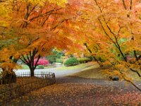 Japanese Garden 05