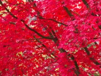 Japanese Garden 06