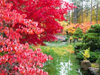 Japanese Garden 08