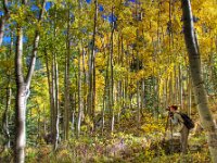 Photographer in Trees