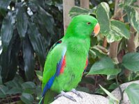 Bird03