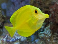 Fish02
