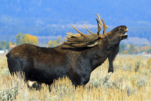 Bull Moose at Grand Tetons, MT