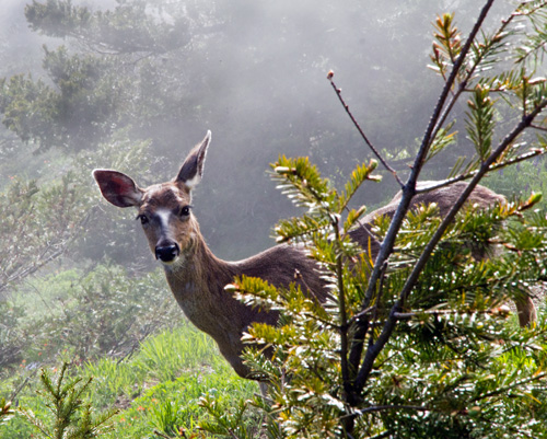 Deer at Hurricane Ridge, Glacier WA