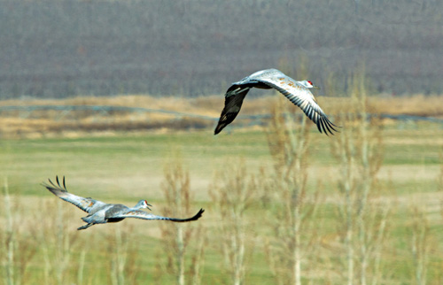 Flying Cranes at Othello, WA